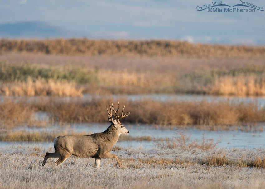 Mule Deer in a marsh at Bear River Migratory Bird Refuge, Box Elder County, Utah