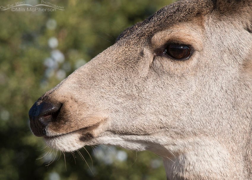 Mule Deer doe close up, Stansbury Mountains, Tooele County, Utah