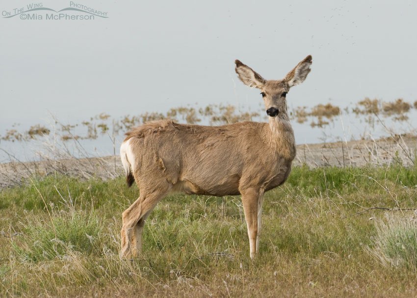Doe Mule Deer next to the Great Salt Lake, Antelope Island State Park, Davis County, Utah