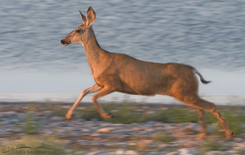 Mule Deer doe blur, Antelope Island State Park, Davis County, Utah