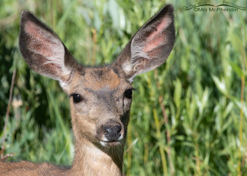 Mule Deer doe in willows, Wasatch Mountains, Summit County, Utah