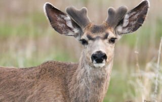Mule Deer in velvet, Antelope Island State Park, Davis County, Utah