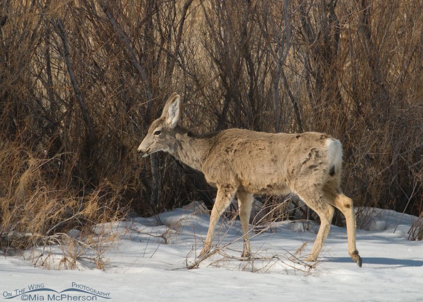 Bear River MBR Mule Deer walking through a snow-covered marsh, Box Elder County, Utah