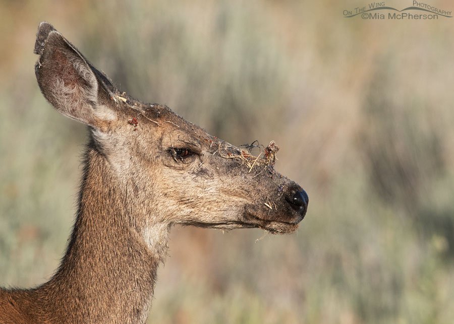 Mule Deer doe with a spider on her face, Antelope Island State Park, Davis County, Utah