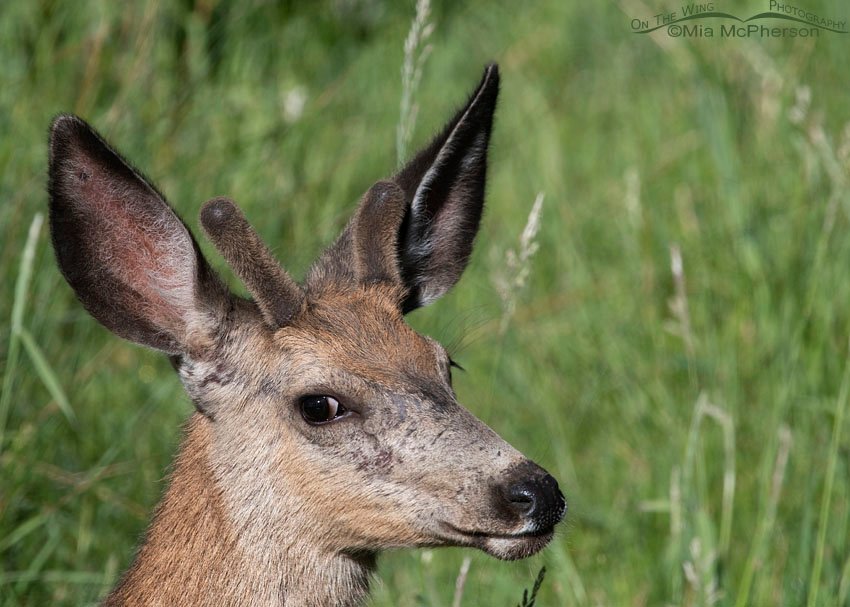Young Mule Deer buck in the willows, Wasatch Mountains, Summit County, Utah