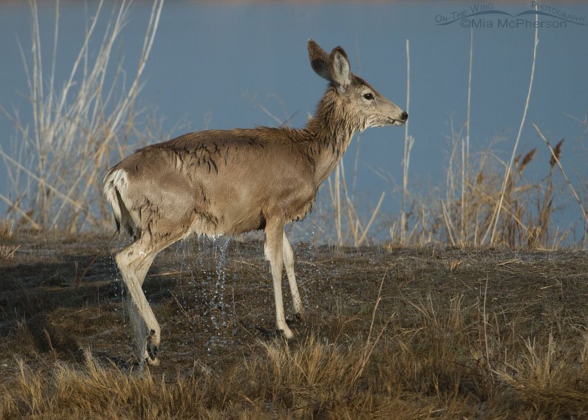Mule deer shaking off after swimming the Bear River, Bear River Migratory Bird Refuge, Box Elder County, Utah