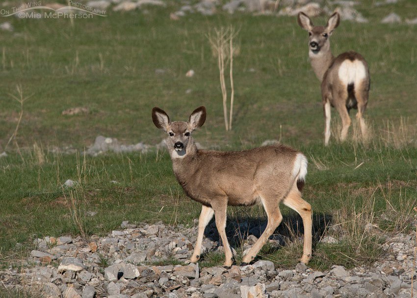 Yearling Mule Deer on a grassy slope, Box Elder County, Utah