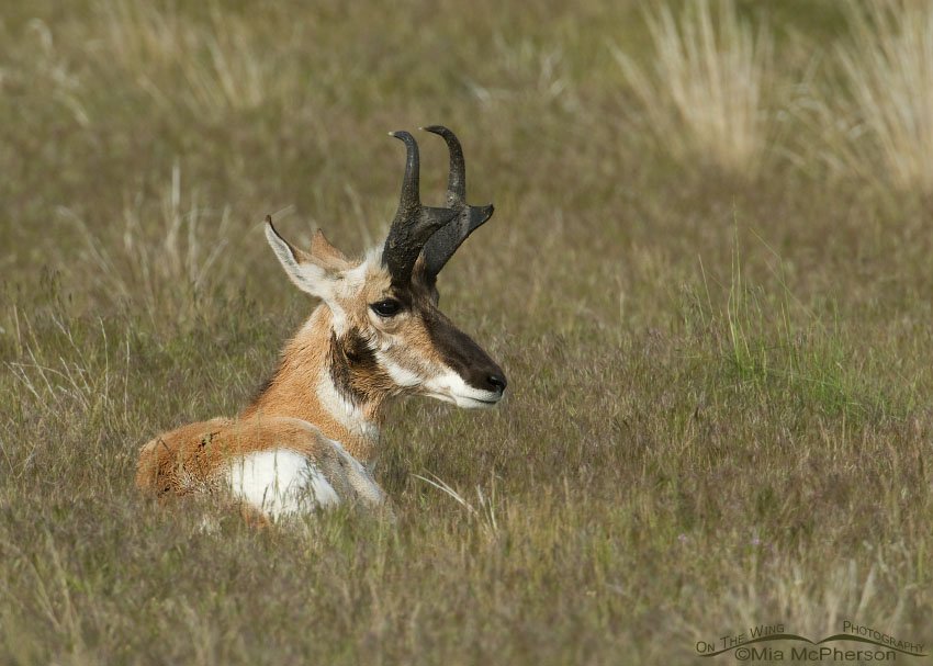 Pronghorn buck resting in the grasses, Antelope Island State Park, Davis County, Utah