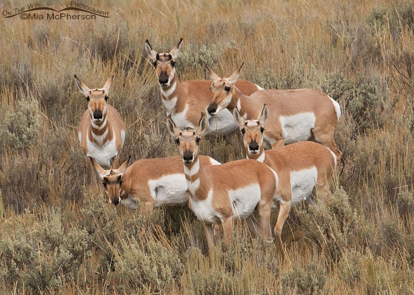 Circle of Pronghorn does, Madison County, Montana