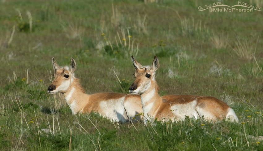 Pronghorn does resting in spring grasses, Antelope Island State Park, Davis County, Utah