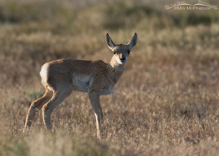 Pronghorn fawn in the West Desert, Juab County, Utah
