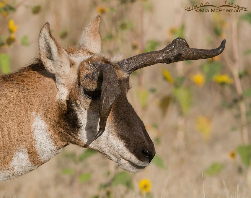Atypical Pronghorn buck with sunflowers, Antelope Island State Park, Davis County, Utah