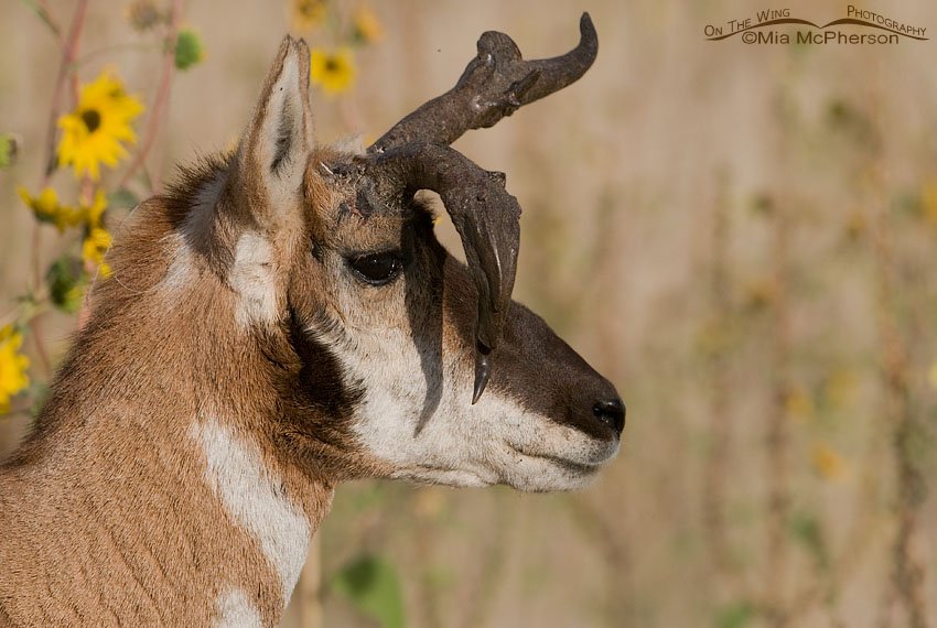 Profile of atypical Pronghorn buck, Antelope Island State Park, Davis County, Utah