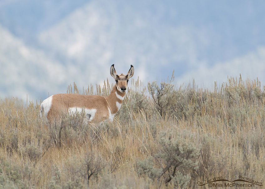 Pronghorn doe on a ridge, Madison County, Montana