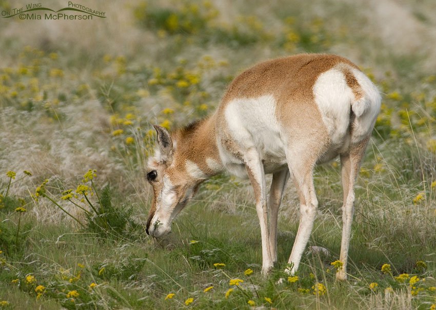 Pronghorn doe nibbling on Gray’s Biscuitroot, Antelope Island State Park, Davis County, Utah