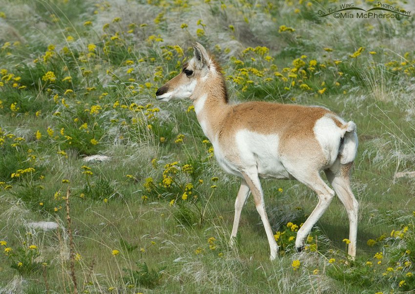 Pronghorn doe and Gray’s Biscuitroot, Antelope Island State Park, Davis County, Utah