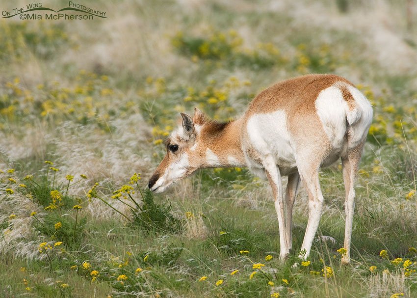 Female Pronghorn feeding on Gray’s Biscuitroot, Antelope Island State Park, Davis County, Utah
