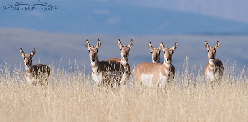 Pronghorns of Antelope Flat, Flaming Gorge National Recreation Area, Daggett County, Utah