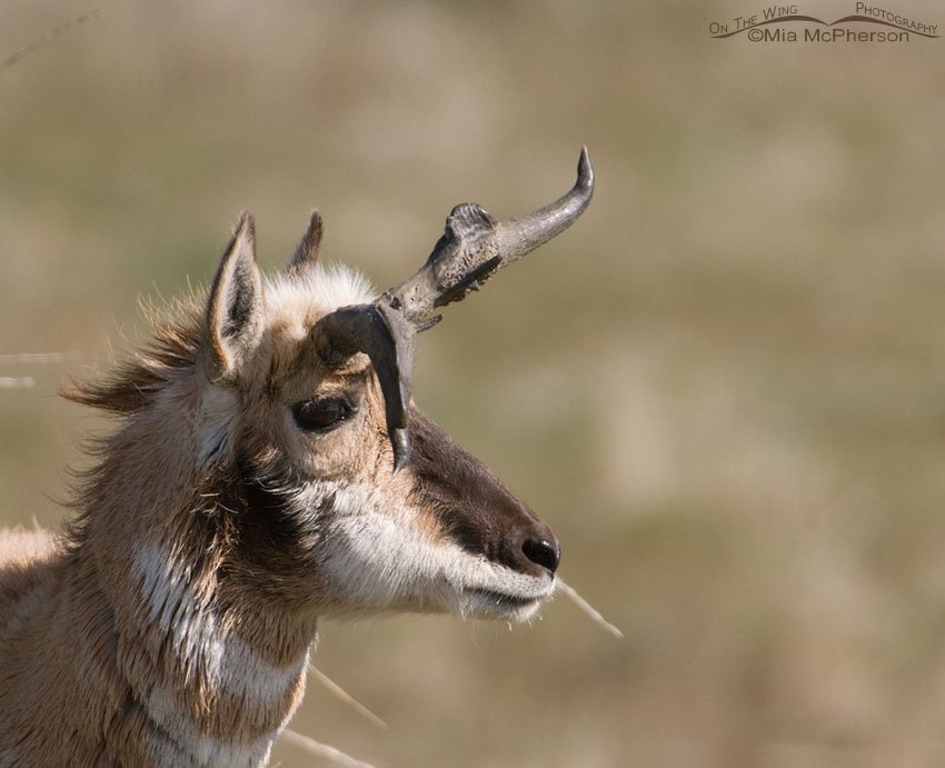Misshapen Horns – Pronghorn, Antelope Island State Park, Davis County, Utah
