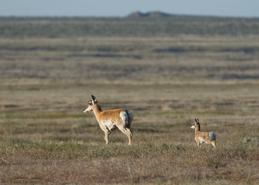Pronghorns on the flats of the West Desert, Tooele or Juab County, Utah