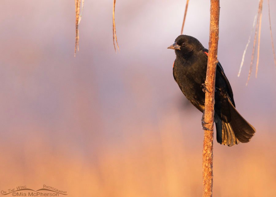 Adult male Red-winged Blackbird glowing in early morning light, Sequoyah National Wildlife Refuge, Oklahoma