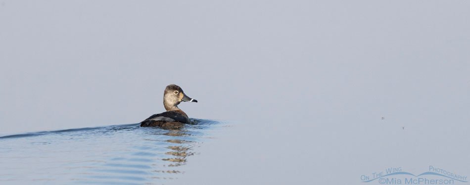 Hen Ring-necked Duck on Lower Scarborough Slough, Sequoyah National Wildlife Refuge, Oklahoma
