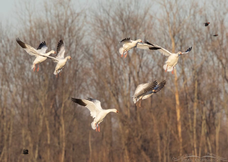 Snow Geese coming in for a landing at Sequoyah National Wildlife Refuge, Oklahoma