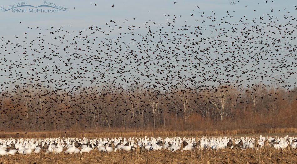 Flock of Snow Geese with blackbirds flying over their heads, Sequoyah National Wildlife Refuge, Oklahoma