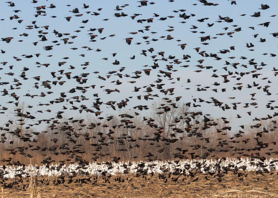 Flock of Red-winged Blackbirds flying over a large flock of Snow Geese, Sequoyah National Wildlife Refuge, Oklahoma