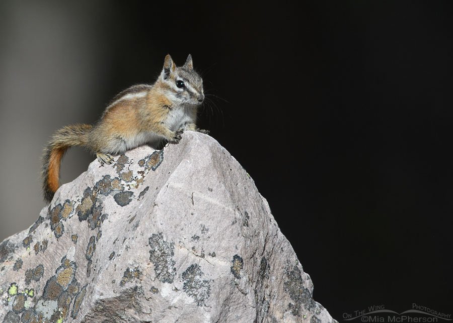 Adult Uinta Chipmunk on a lichen encrusted boulder, Uinta Mountains, Uinta National Forest, Summit County, Utah