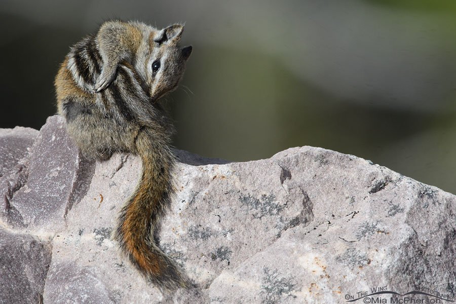 Uinta Chipmunk grooming on a boulder, Uinta Mountains, Uinta National Forest, Summit County, Utah