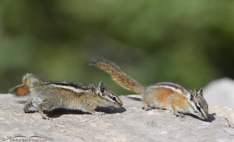 Pair of Uinta Chipmunks, Uinta Mountains, Uinta National Forest, Summit County, Utah