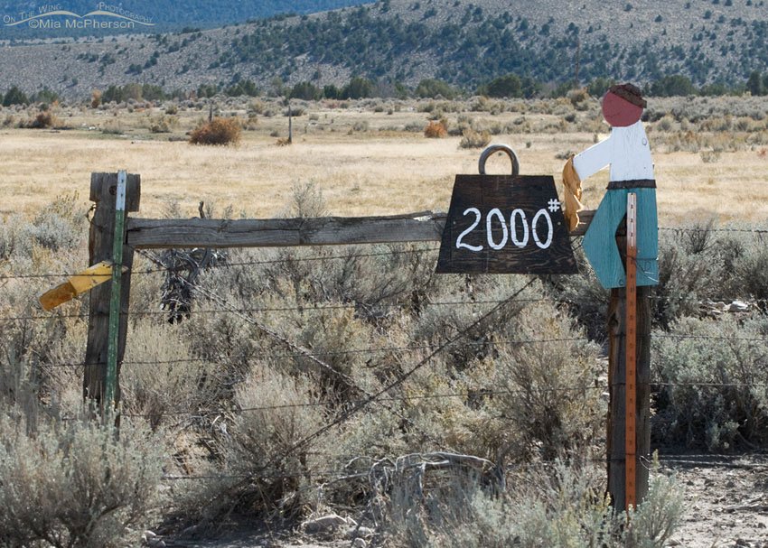 2000 Pounds, Great Basin National Park, White Pine County, Nevada