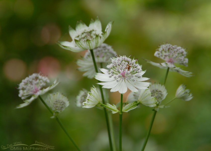 Astrantia major "Alba" in Dunedin, New Zealand