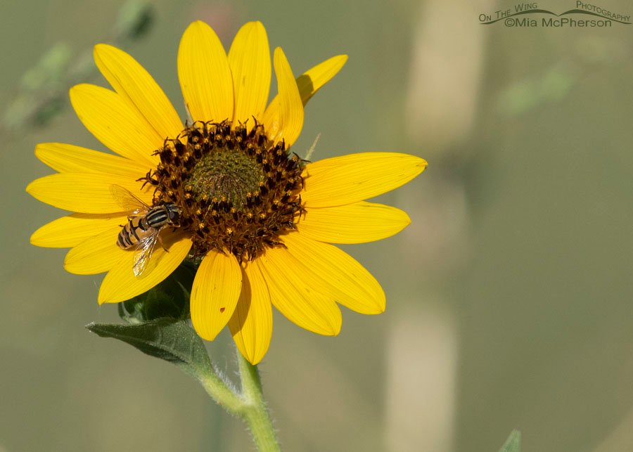Common Sunflower with a Broad-headed Marsh Fly, Bear River Migratory Bird Refuge, Box Elder County, Utah