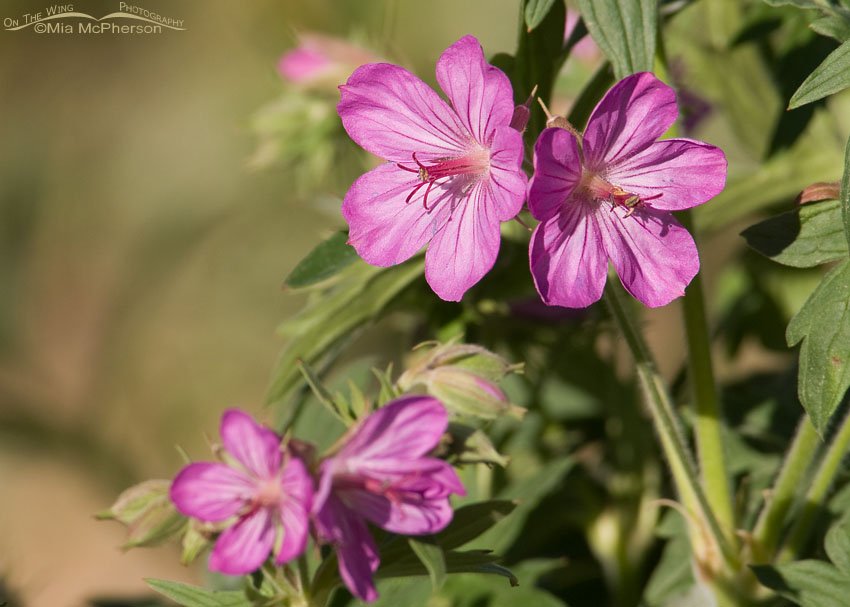 Sticky Purple Geranium in bloom, Big Cottonwood Canyon, Brighton, Salt Lake County, Utah