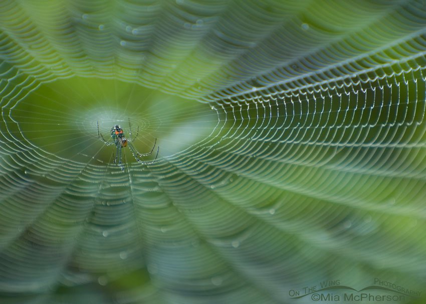 Mabel Orchard Orbweaver and web, Sawgrass Lake Park, Pinellas County, Florida