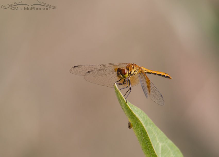 Saffron-winged Meadowhawk female on milkweed, Antelope Island State Park, Davis County, Utah