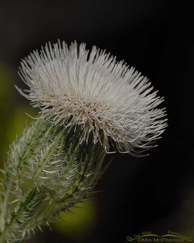 Horrible Thistle, Honeymoon Island State Park, Pinellas County, Florida