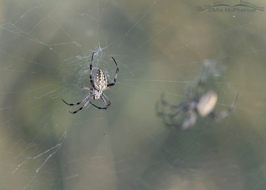 Female Western Spotted Orbweaver and friend, Antelope Island State Park, Davis County, Utah