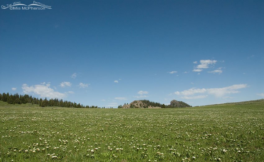 Flowers in an Alaska Basin alpine meadow, Beaverhead National Forest, Beaverhead County, Montana or Targhee National Forest, Fremont County, Idaho