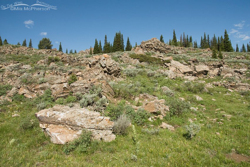 Rocky slope in the Alaska Basin, Beaverhead National Forest, Beaverhead County, Montana or Targhee National Forest, Fremont County, Idaho