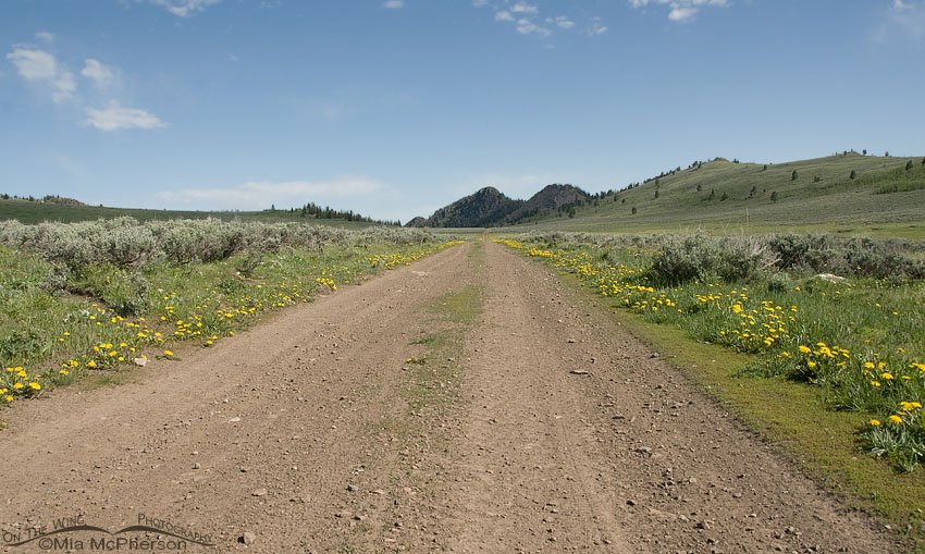 Flowers along the road in Alaska Basin, Beaverhead National Forest, Beaverhead County, Montana or Targhee National Forest, Fremont County, Idaho