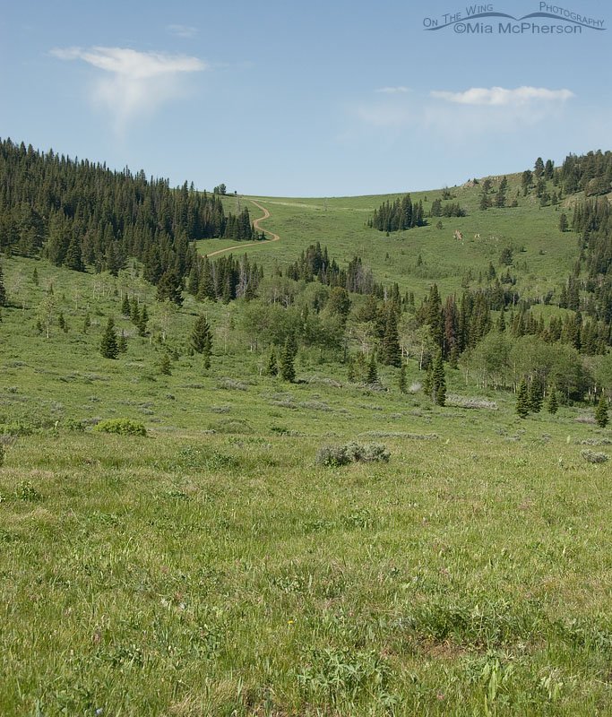 Alaska Basin road traveled