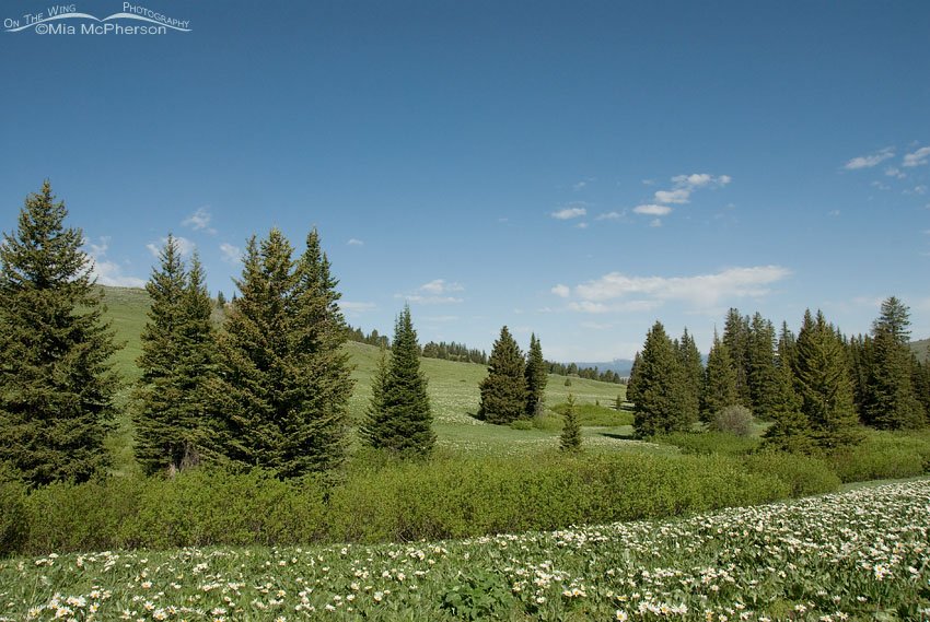 Big sky, wildflowers and firs in the Alaska Basin, Beaverhead National Forest, Beaverhead County, Montana or Targhee National Forest, Fremont County, Idaho