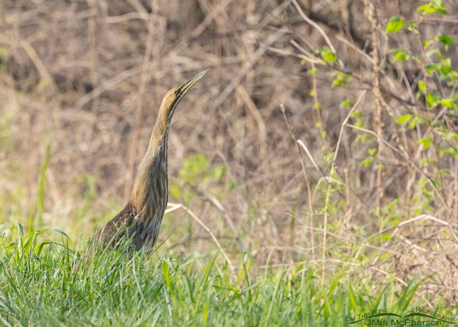 Roadside American Bittern at Sequoyah National Wildlife Refuge, Oklahoma