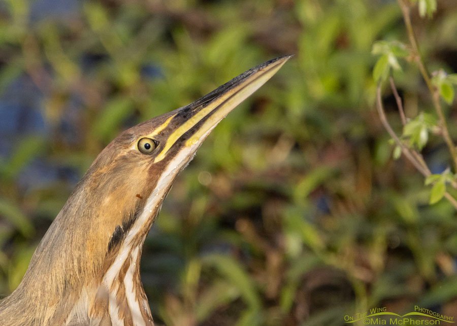Staring American Bittern portrait, Sequoyah National Wildlife Refuge, Oklahoma