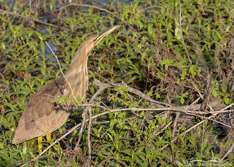 Migrating American Bittern at Sequoyah National Wildlife Refuge, Oklahoma
