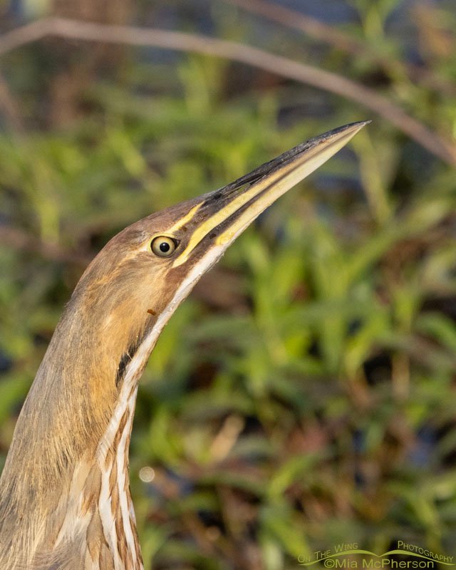 American Bittern close up in Oklahoma, Sequoyah National Wildlife Refuge
