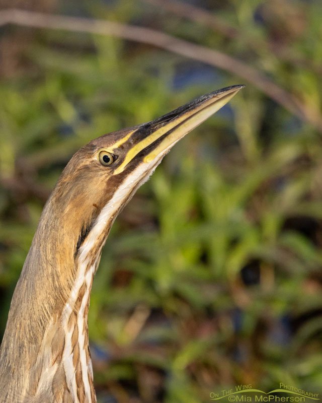American Bittern stare down, Sequoyah National Wildlife Refuge, Oklahoma